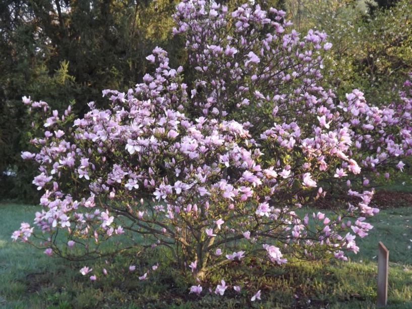 Magnolia 'Ricki' - Ricki magnolia