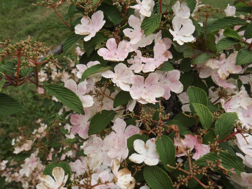 Viburnum plicatum f tomentosum roseum roseum doublefile viburnum