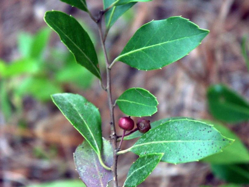 Ilex coriacea - large gallberry, sweet gallberry, bay gallbush