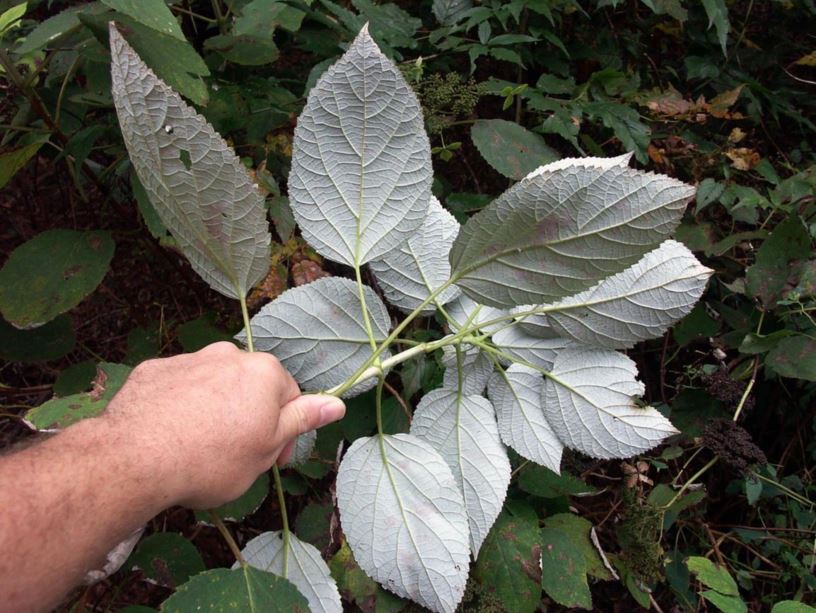 Hydrangea radiata - silverleaf hydrangea