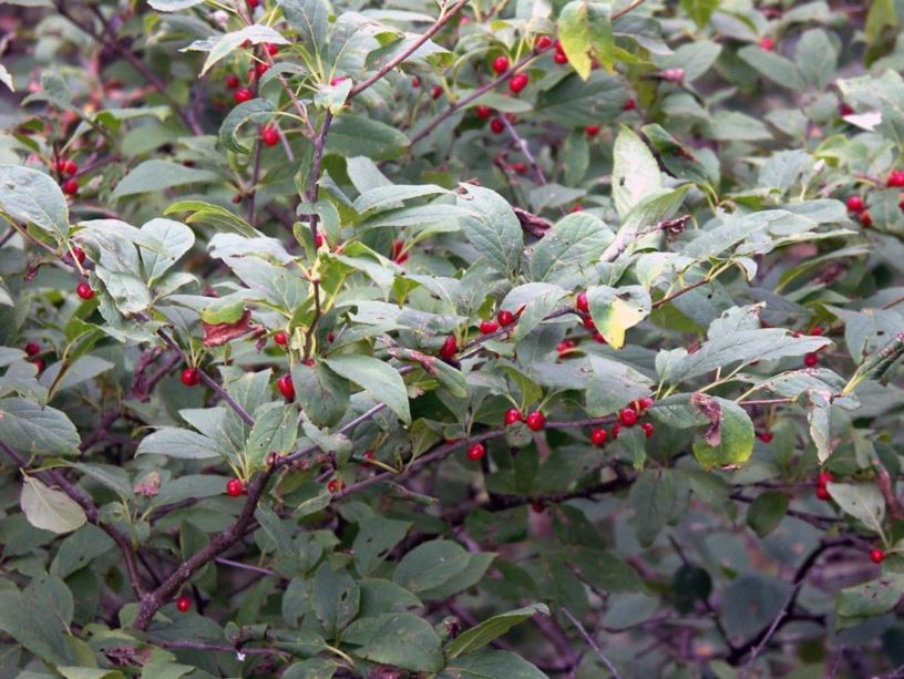Ilex montana - mountain winterberry, mountain holly