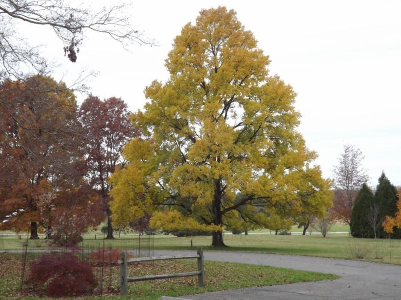 Ulmus 'Urban' Urban elm The Dawes Arboretum