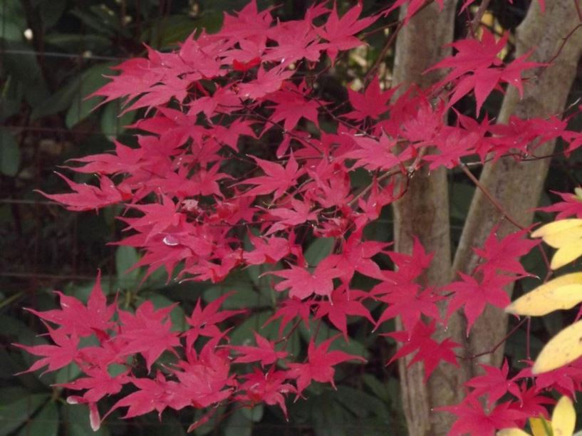 Acer palmatum 'Margaret Bee' - Margaret Bee Japanese maple