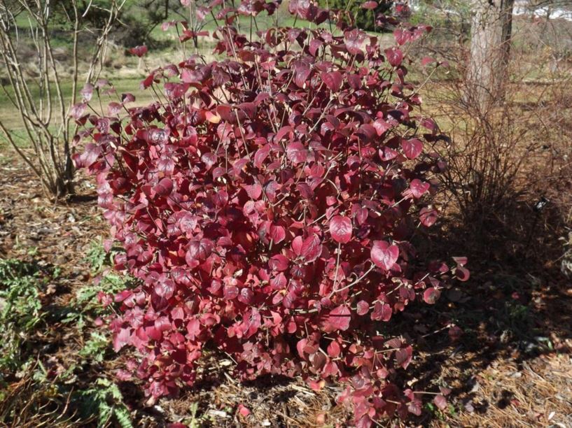 Viburnum carlesii - Korean spice viburnum