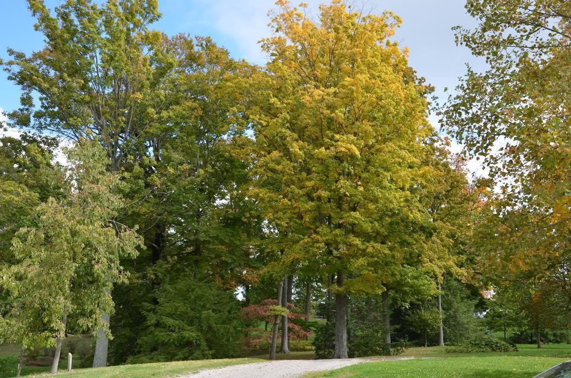 Arboretum view