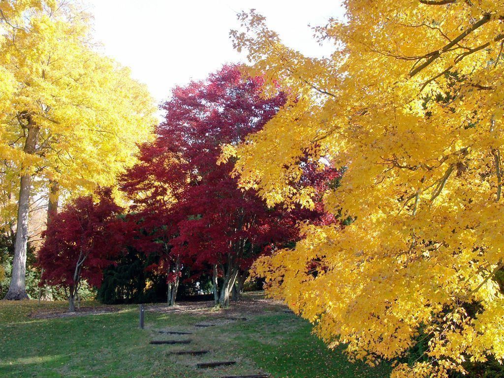 Arboretum view