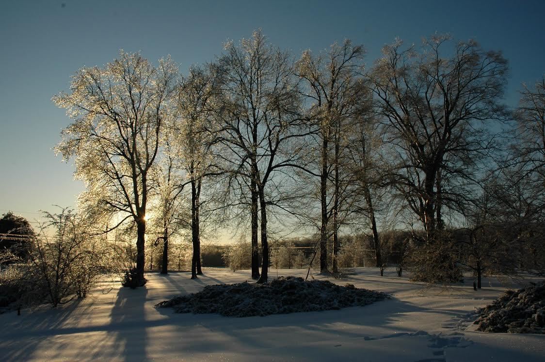 Arboretum view