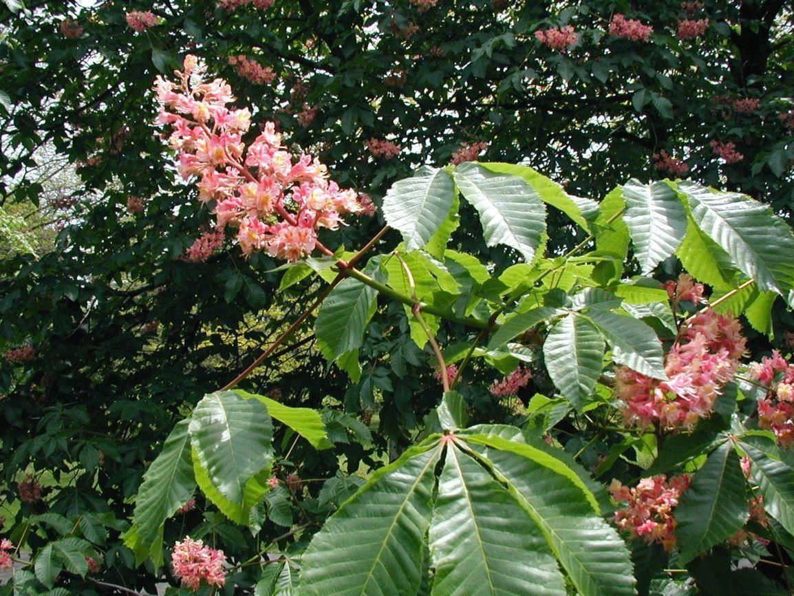 Arboretum view