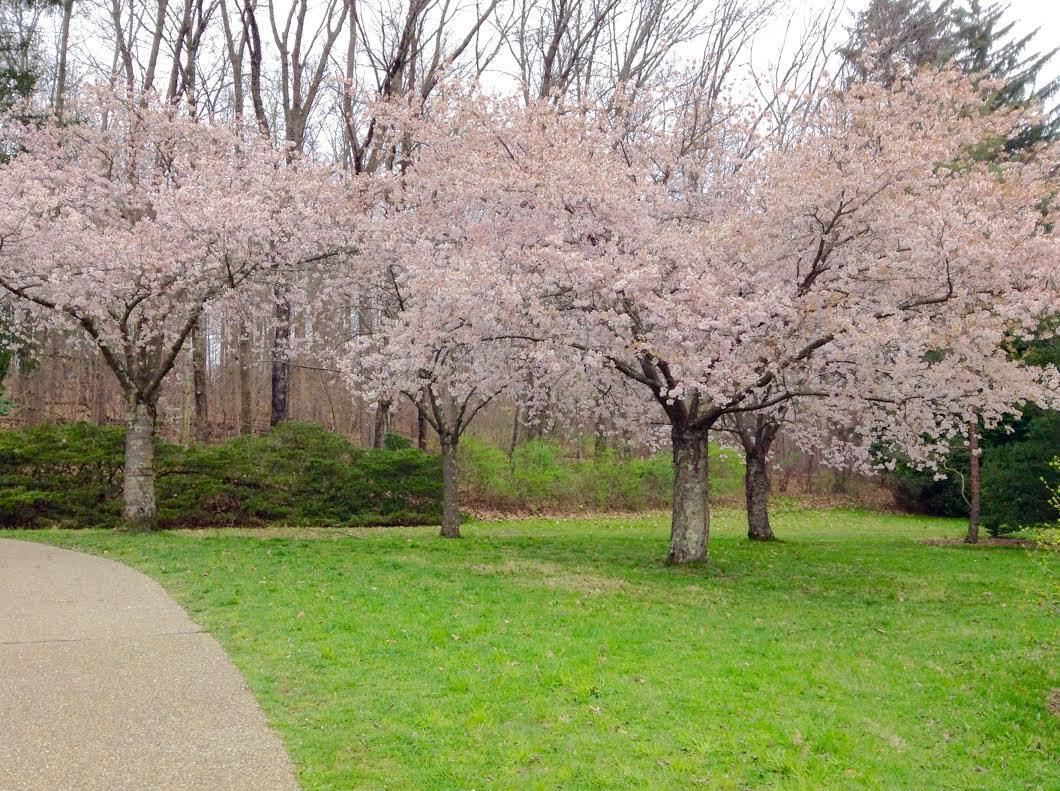 Arboretum view